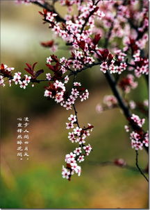 醉花间冯延巳古诗拼音版，醉花间拼音版