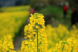 “花花绿绿”的意思是什么?
