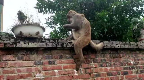 猢狲是什么意思怎么读