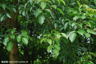 香樟树苗怎么培育出来(简述香樟苗的种植方法)