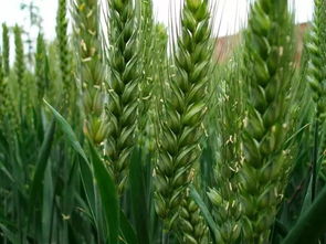 新麦和面机，新麦26