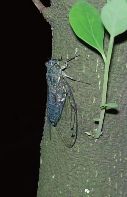 蝉的拼音与组词语