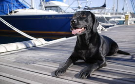 梦见小黑狗跟着我亲近，梦见小黑狗咬我是什么意思