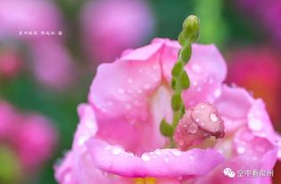 《花为谁开》歌词意义