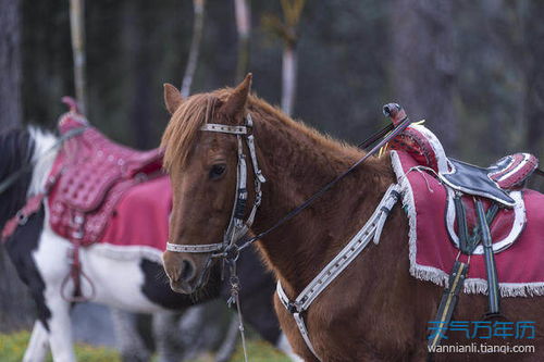 属马年龄查询表2022年，属马年龄查询表2020年
