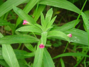 柳叶菜的功效与主治，柳叶菜的功效与作用和图片