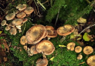 奥氏蜜环菌图片，奥氏蜜环菌上空的图片