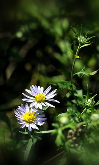 樱桃山菊撞火车第几集