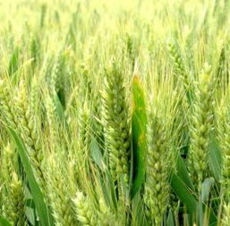 新麦双麦三麦是什么关系