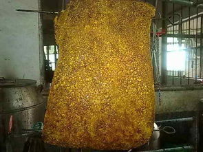 麻皮是什么样子图片，麻皮蝽图片