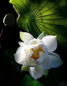 玉萧吹彻北楼全诗