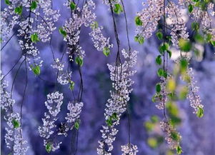 桃红柳绿拼音怎么拼写，桃红柳绿是什么词