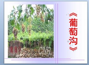 葡萄沟教学设计一等奖