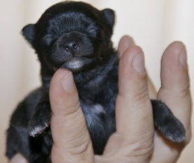 梦见一只小黑狗是什么意思?