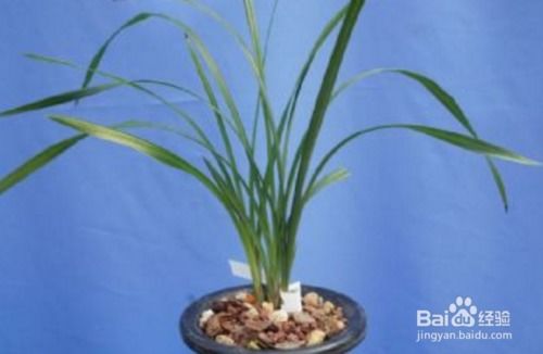 大雪素兰花图片 真伪鉴别，大雪素兰花图片多少钱一苗