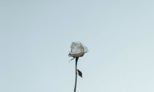 淡然是什么意思