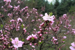 春天的花草作文300字，春天的花草树木