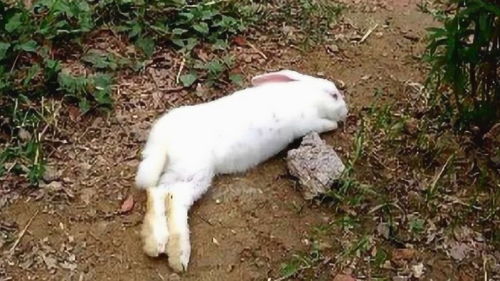 兔子爱吃窝边草猜一生肖