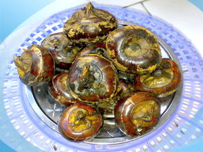 地梨儿，地梨的作用与功效