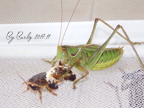 纺织娘是蝈蝈吗图片，纺织娘是什么昆虫?它总是不停地大吵大闹,无一刻安静