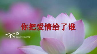 你的爱给了谁歌词