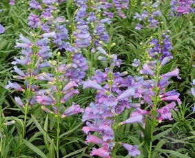 毛地黄钓钟柳，钓钟柳耐寒多少度