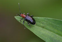 枣强天气预报一周，枣强天气一个月