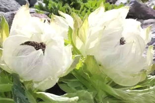 雪莲花的功效与作用,怎么服，雪莲花的功效与作用与主治功能