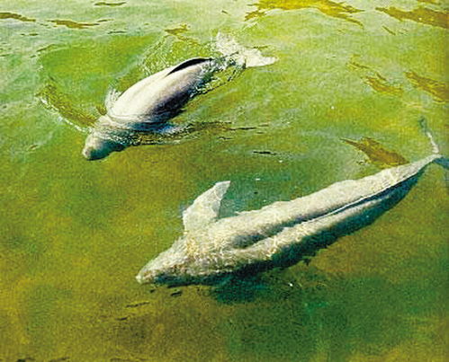 onus是什么意思，onu设备价格