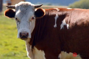 14岁属牛的是哪一年出生的，属牛的是哪一年出生的人呢