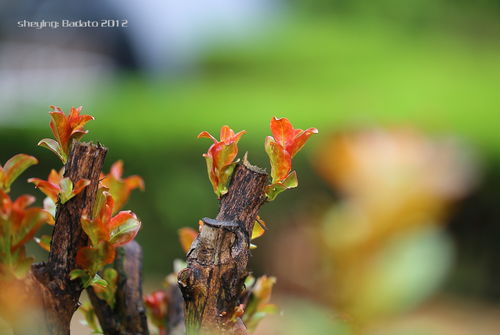 春风野火烧大地是什么生肖，春风野火斗古城