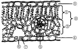 叶片的结构示意图手绘，叶片的结构示意图及作用