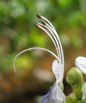 sprouted，sprouting翻译