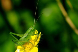 纺织娘是蝈蝈还是蚂蚱