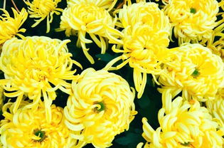 开封菊花茶的功效与作用