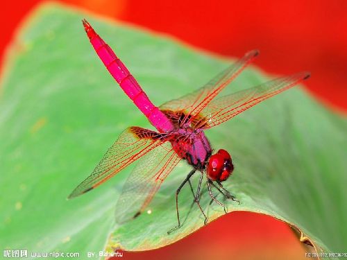 心情的情的组词有哪些