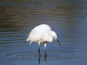 池鹤白居易的注释和译文，池鹤阅读答案