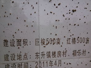 碧字组词语有哪些词语，碧组词语有哪些词语有哪些