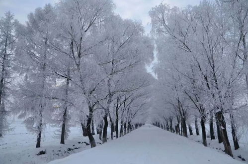 雾松盆栽养殖方法和注意事项，雾松盆栽养殖方法