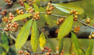 胡秃子是什么植物?