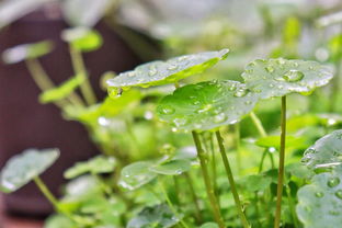雨露计划app下载，雨露计划发放时间