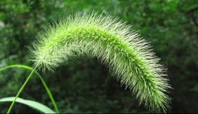 狗尾草花语与寓意，狗尾草的功效与作用及食用方法