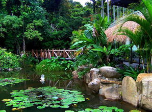 呀诺达热带雨林景区图片，呀诺达热带雨林景区介绍