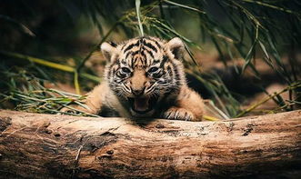 握蛇骑虎是什么生肖，握蛇骑虎指什么生肖