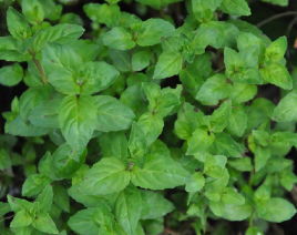 柳叶菜科植物如何除草如何除掉阔叶草?