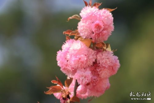 冯延巳的《醉花间》全诗