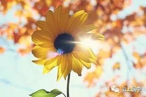 心有阳光,一路芬芳是什么意思