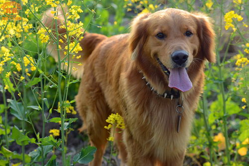 威风凛凛的拼音，威风的拼音是什么样的