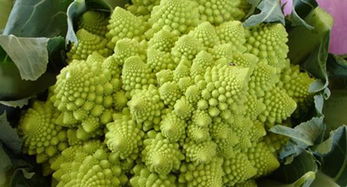 罗马花椰菜的功效与作用，罗马花椰菜和西兰花的区别