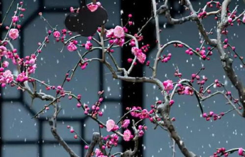 什么叫做“岁梢寒夜”